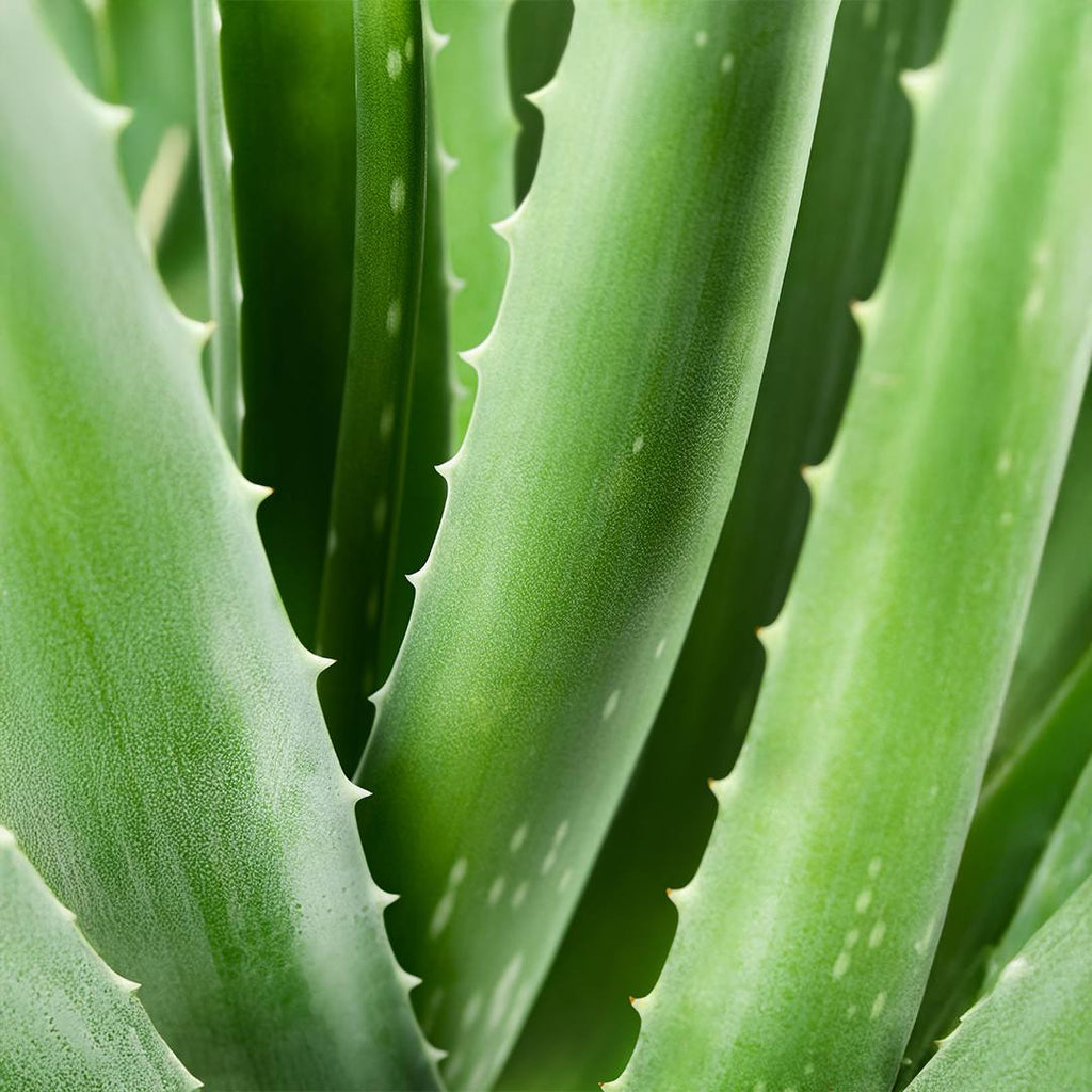 Aurodhea Aloe Vera Mouthwash 250 ml - Soothing & Antibacterial Oral Care